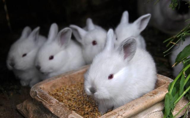 兔子养殖：市场分析与销售策略