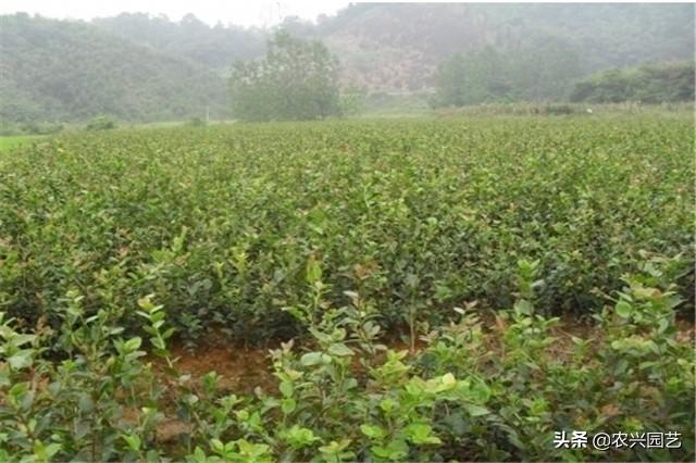 软枝油茶种植技术，这些技巧让产量快速提升！速来学习