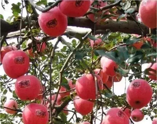 中国果树种植的“忧”与“喜”？（务果三十年的深刻感悟）