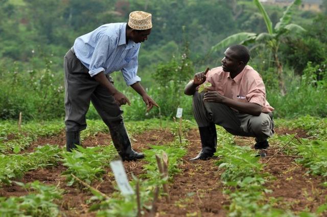 解决乌干达农业障碍，有机土壤改良剂提升土壤肥力的方法