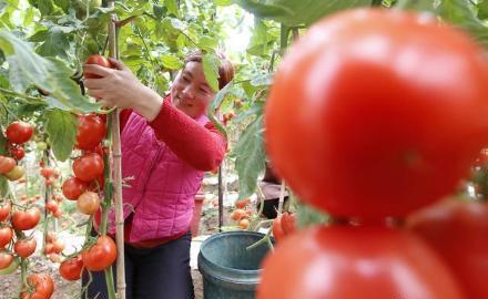 西红柿如何种植长的好，露地种植技术你掌握了吗？