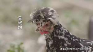 贵妃鸡养殖视频(【农广天地】高颜值的贵妃鸡，老搭档养出新门道)