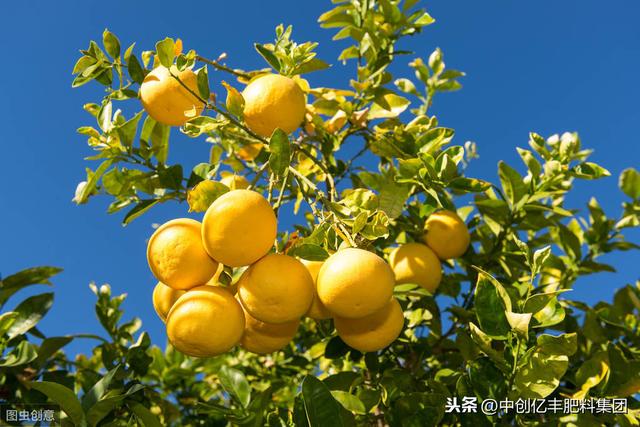 柚子树怎么种植合适？