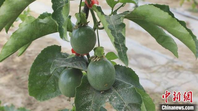 南果北种添新“甜” 新疆阿拉尔市露天试种百香果获成功