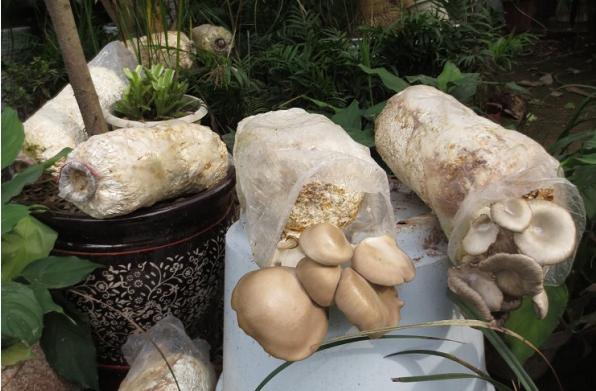 大棚平菇种植技术，菌种选择及处理是关键