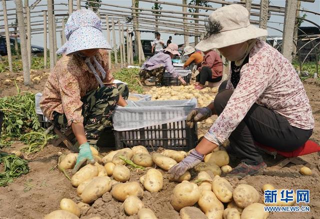 河北昌黎：马铃薯种植促增收