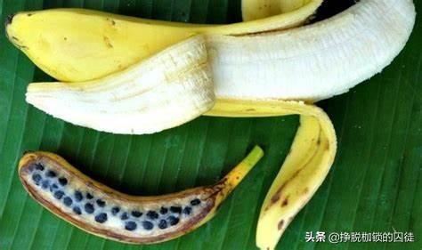 为什么吃香蕉吃不出种子？香蕉的种子去哪儿了？