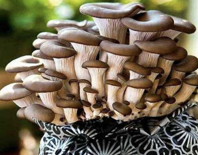 王大姐盆栽“蘑菇”，不用花钱，种植出来“一大盆”，吃3个月