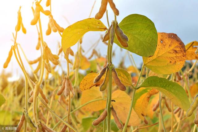 2019年想种植大豆，但不知道什么时候播种？该如何确定？