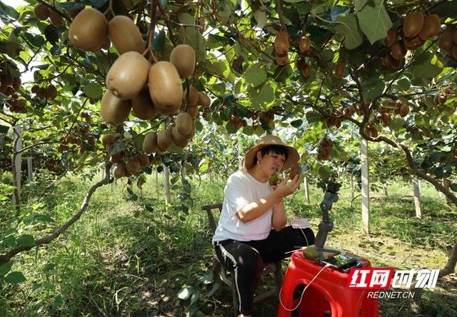 湖南张家界：猕猴桃种植带动山区群众增收