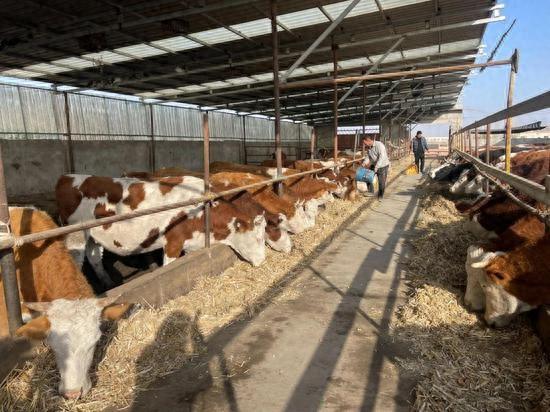 新疆焉耆：养殖致富“牛”路子