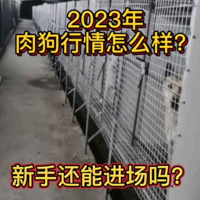 2023年肉狗土狗养殖行情怎么样？？？深度解析！！！#狗狗