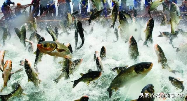 浙江渔业目前存在的资源过剩与管理问题，专家：这亟待解决