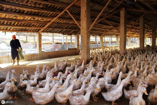 肉鸭养殖五大技术关键点的控制及方法