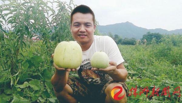 醴陵农民种出特大苹果瓜
