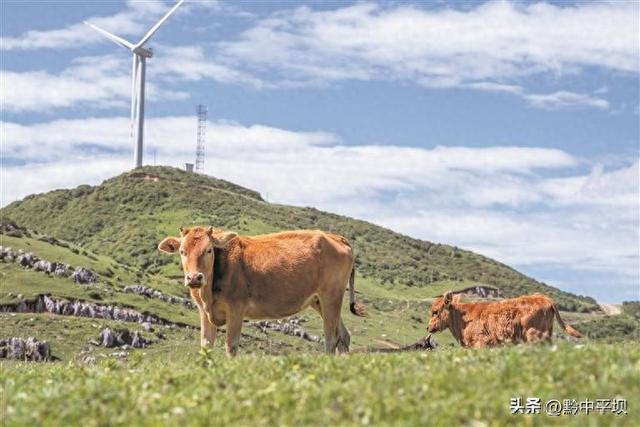 贵州：生态养殖 “接二连三” 绿色发展 “贵牛”唱响乡村振兴新牧歌