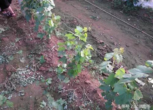 葡萄怎么养根壮根？