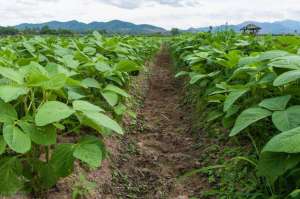 黄豆的养殖方法(山东农民种黄豆，地里全是虫，还不管让它长，有什么门道)