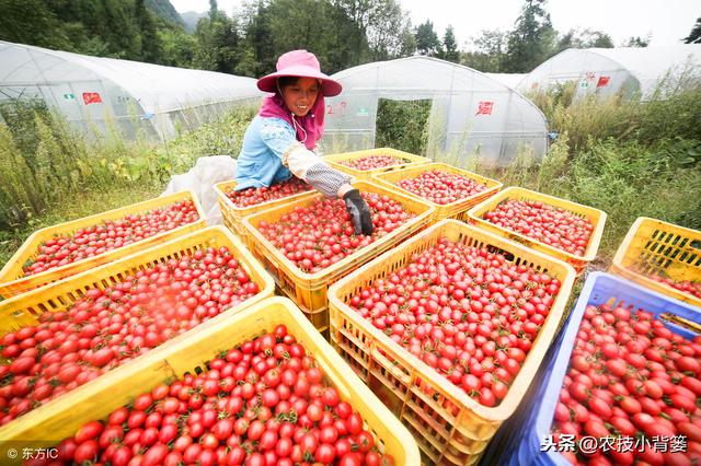 小番茄（圣女果）如何种植管理，才能增加产量、提高品质？