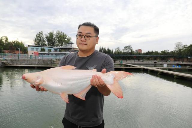 鱼、虾、稻、鳖、鸭一家亲 温泉水里养白鲨西安高新区“玩转”特色渔业