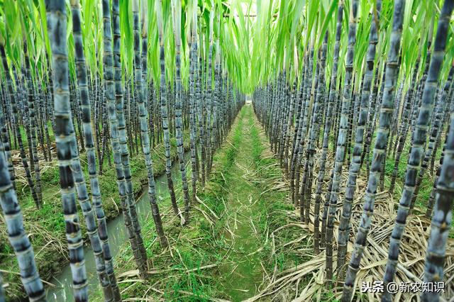 造福来宾蔗农，甘蔗种植技术与田间管理方式，不妨一看