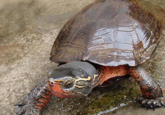 我的养龟日记5：柳州的黑颈龟还是很刚的，几个老板硬撑着。