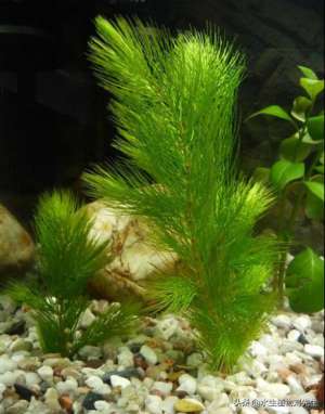 种植金鱼藻(​水生植物｜金鱼藻繁殖培育要点介绍)