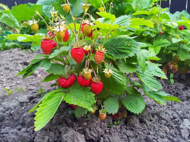 草莓种植技术｜草莓对生长环境条件的要求及管理