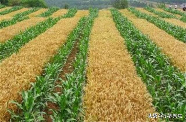 玉米小麦套作绿色生产高效栽培技术，掌握技术套作其实并不难哦！
