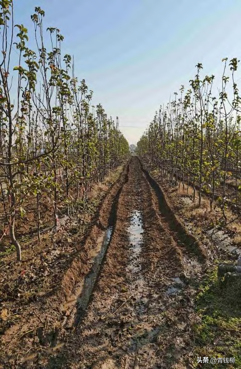 秋月梨在豫东地区的引种表现及栽培技术
