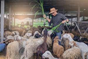 黑山羊养殖成本与利润(养羊20只，其利润是多少钱？)