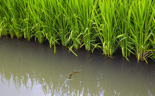 稻田里养殖的泥鳅如何捕捞？