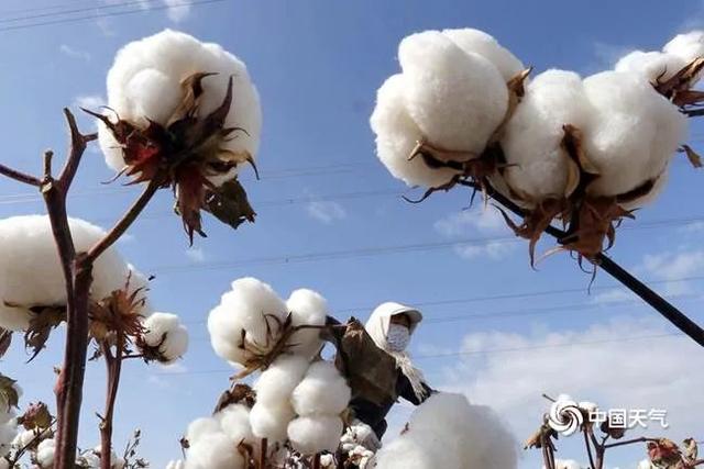 我国棉花播种期全面开启 一图看懂棉花产地在哪里