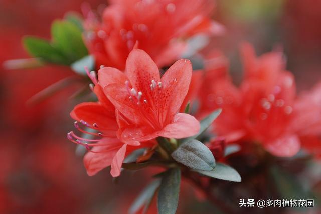 让四季红山茶花繁叶茂很简单，这样养护很容易