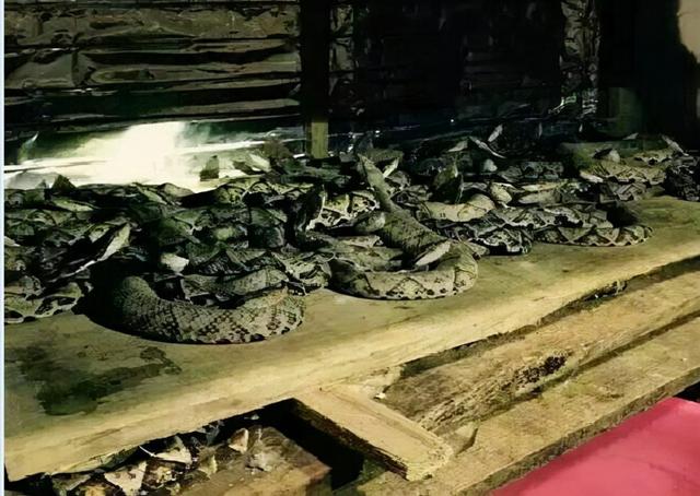 浙江一工厂惊现五步蛇！为什么被称为“烂肉王”？被咬了怎么办？