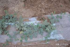 懒汉西瓜种植管理技术(嫌麻烦？种40亩“懒汉瓜”，任其野蛮生长，这一季咋也收10多万)