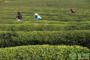 茶叶的种植(茶叶的市场前景及种植效益如何？（附种植要点）)