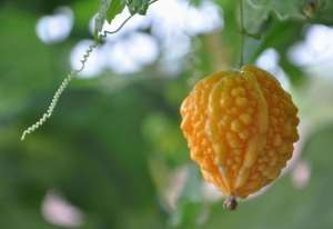 金玲子的种植(这果子，长得像苦瓜，小时候经常吃，现在很少见了，你吃过没？)