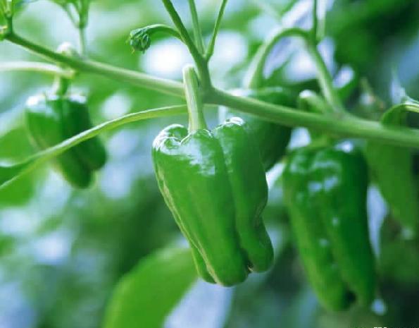 这样种植的青椒味辣量多，能够承包你整个季节的辣椒需求