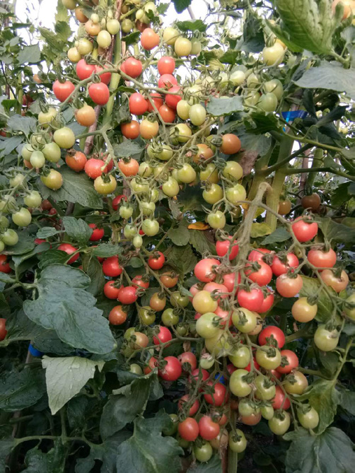 樱桃番茄浙樱粉 1 号与千禧早晚搭配种植，延长番茄供应期