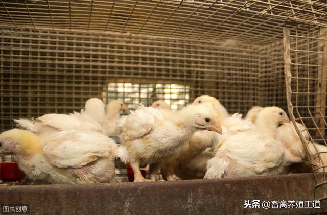 养好鸡是赚钱的前提，农民养殖肉鸡最新药物保健程序是这样的