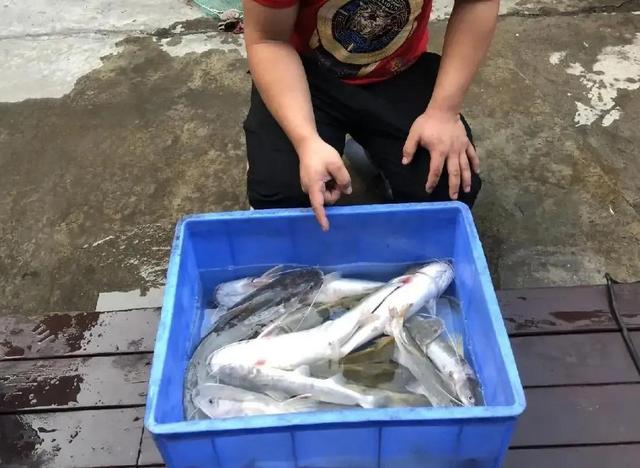 只因好吃，广西“芝麻剑”被吃成二级保护鱼类！曾卖到200一斤