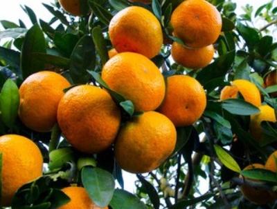 柑橘种植技术与管理