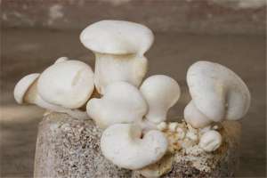 白灵菇的种植技术(白