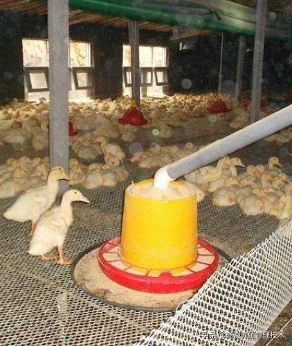 养殖鸡鸭鹅，七分管理，三分预防，让你轻松养殖
