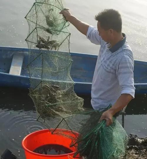 新疆男子沙漠5亩池塘养澳洲淡水虾，个头比手掌大，亩利润达万元