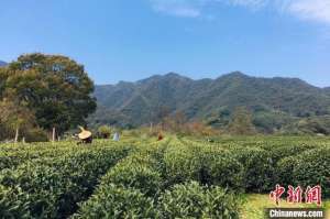 龙井茶种植(杭州迎多变天气 利于西湖龙井长势及增产)
