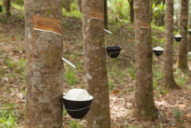 对于橡胶树的栽培，你是否知道呢，主要栽培的品种有哪些？