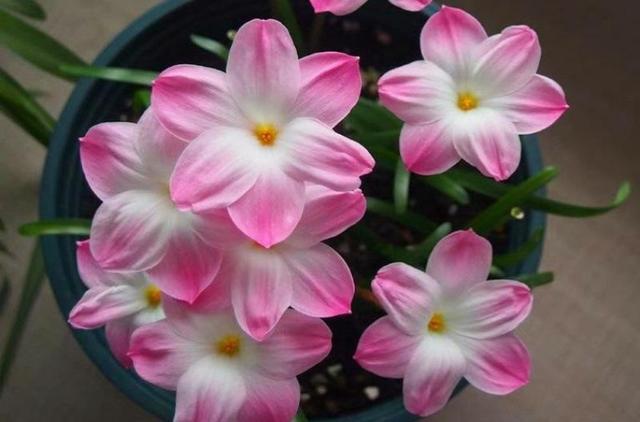 家里的花怎么养？学会这6招，让你的花开的跟脸盆一样大！