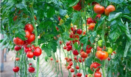 西红柿如何种植长的好，露地种植技术你掌握了吗？